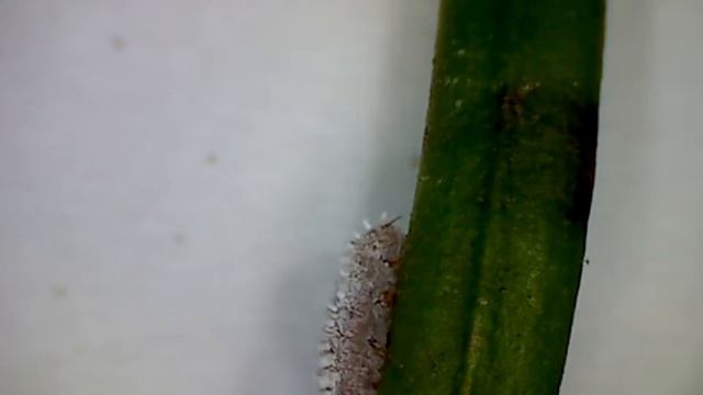 Taxus Mealybugs (Pseudococcus cuspidatae) Crawling смотреть онлайн