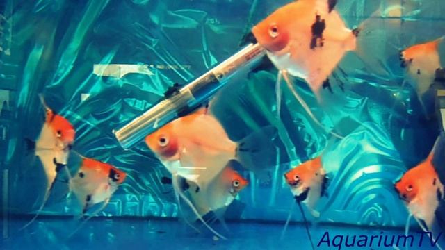 Скалярия кои Pterophyllum смотреть онлайн