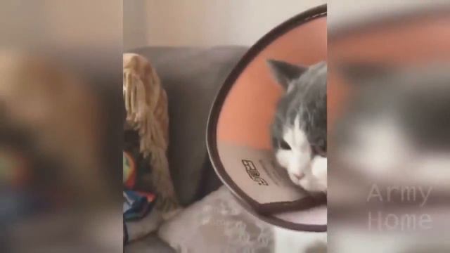 Приколи 2018 августа ржака до слёз и угар приколи смотреть онлайн