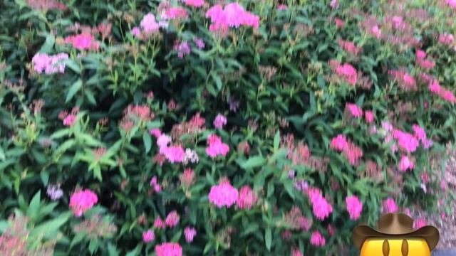 Flower Series: Spiraea Salicifolia