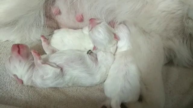 Новорожденные щенки померанского шпица. смотреть онлайн