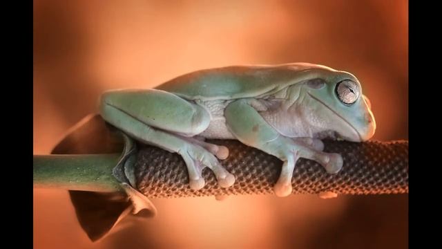Забавные Животные // Лягушки смотреть онлайн