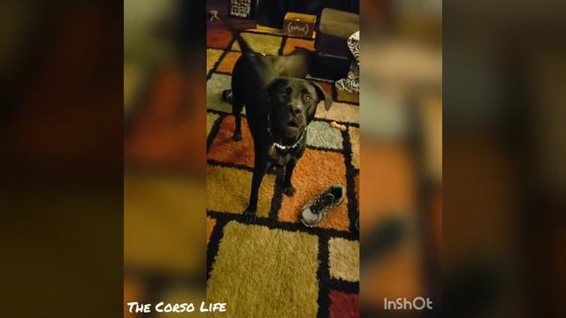 Pitbull mix VS face mask!! (Cane corso in background) смотреть онлайн