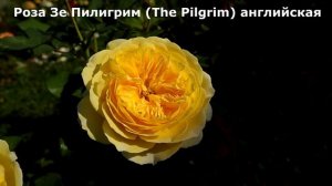 13 ЛУЧШИХ ЖЕЛТЫХ РОЗ, самые неприхотливые, обильноцветущие и здоровые.
