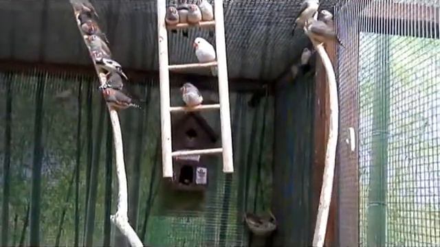 Зоопарк СТРАНА ЕНОТИЯ смотреть онлайн