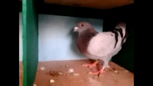 николаевские голуби голубятня на балконе смотреть онлайн