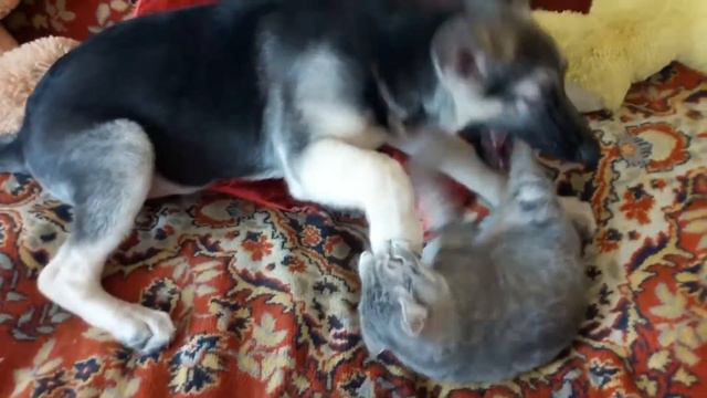 Неразлучные друзья - о дружбе кота и собаки смотреть онлайн