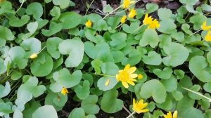 Чистяк весенний