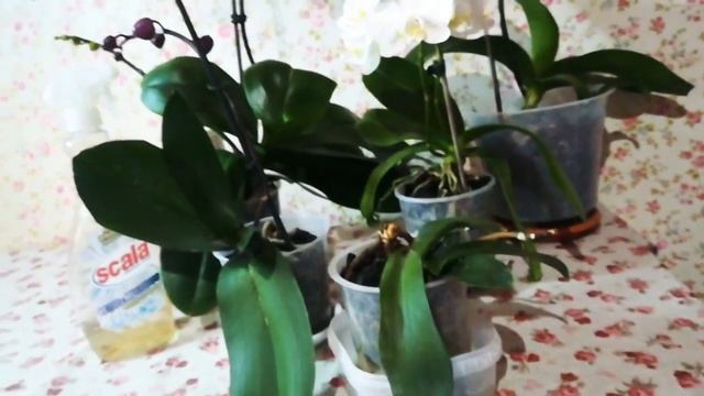 Вы оболдеете от результата!!! смотреть онлайн