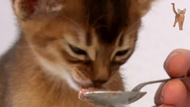 Cute little kitten eating and purring / Котенок урчит во время еды [kotopurrs] смотреть онлайн