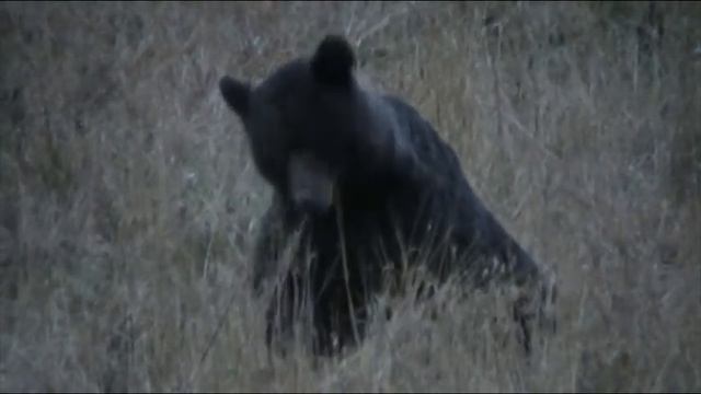 Медведь ест овес.MOD смотреть онлайн