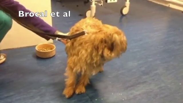 Эпилепсия у собаки. Приступ возникает во время кормления!!!