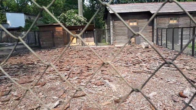 Прогулка по Калининградскому Зоопарку часть 1. 2019 год смотреть онлайн