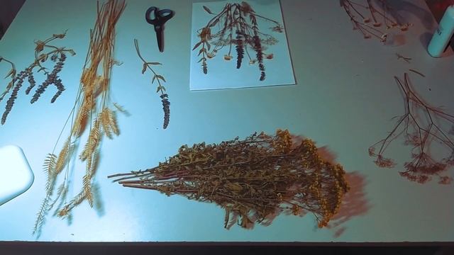 Herbariume/ HERBARIUME PROJECT/ Мой маленький гербарий! смотреть онлайн