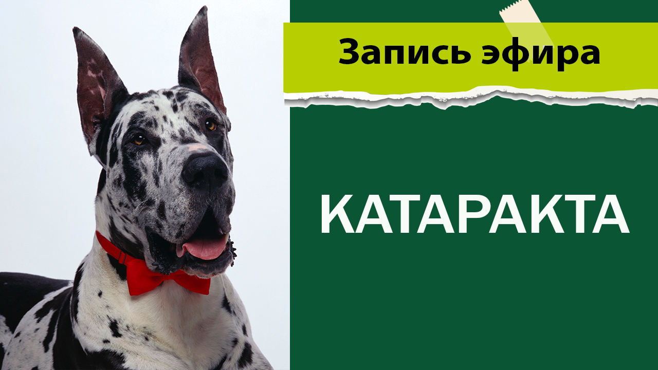 Катаракта у животных
