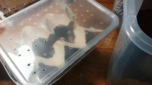 Поселения колонии туркменских тараканов, содержание тараканов смотреть онлайн