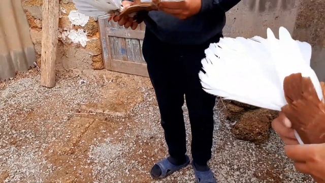 Николаевские голуби.Крым.В гостях у Максима. смотреть онлайн