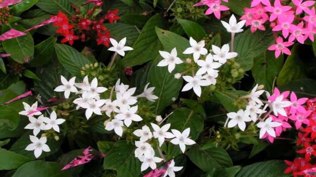 Pentas flowers (HD1080p) смотреть онлайн