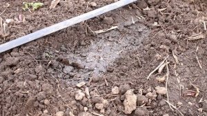 Посадка томатов в открытый грунт: когда сажать и сеять томаты - рассадный способ, томаты из семян