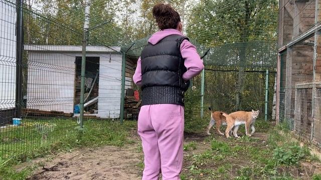 КАК ПРИВИТЬ ПУМУ И РЫСЕЙ / Реакция барханных гибридов на эфирное масло / Бобкэт Руфус охотится смотреть онлайн