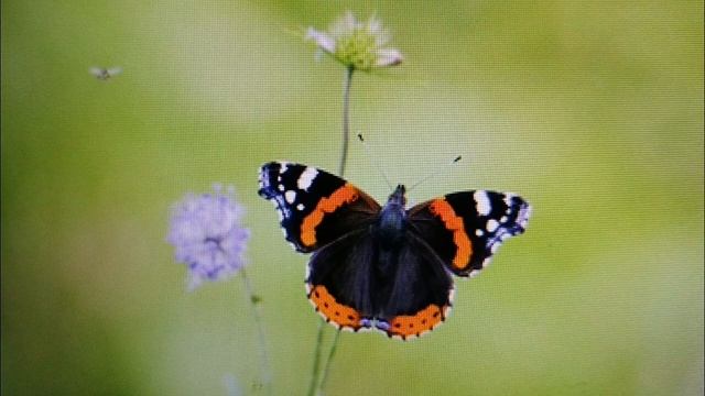 "Mariposa ALMIRANTE ROJO: La BELLEZA que te dejará sin aliento - DESCÚBRELO aquí"? смотреть онлайн