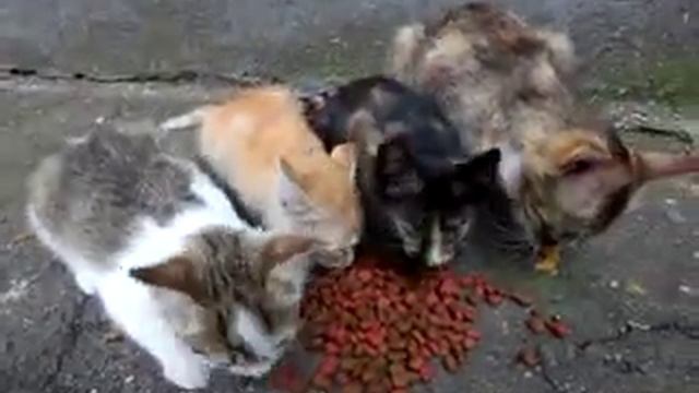 Забирайте котят. Минск. Центр смотреть онлайн