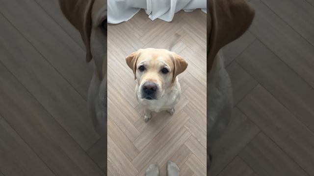 Лакомства для собак смотреть онлайн