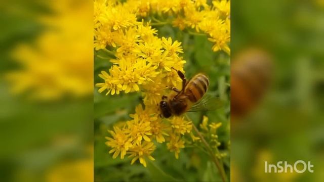 КРОВАВЫЕ СЛЕЗЫ ПРЕСВЯТОЙ БОГОРОДИЦЫ.. смотреть онлайн
