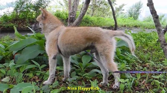 NHR ♥ Спасенный Пёсик Фокс ♡ преображение ДО и ПОСЛЕ! Rescue dogs before and after amazing! смотреть онлайн