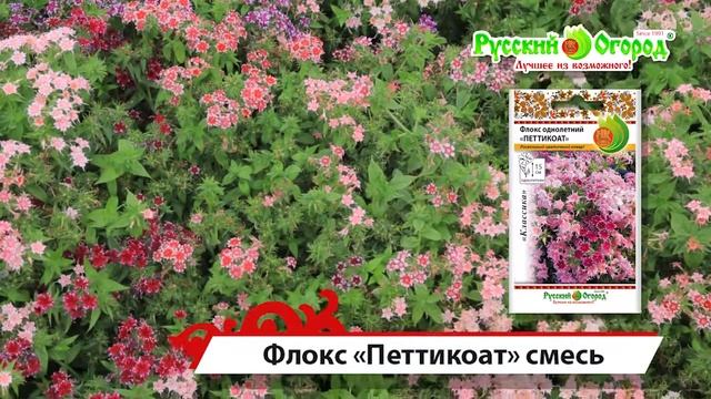Великолепные флоксы. Фавориты клумбы! смотреть онлайн