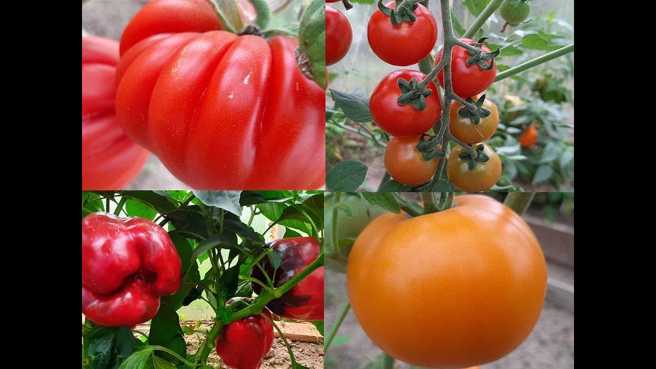 Лучшие сорта томатов в теплице смотреть онлайн