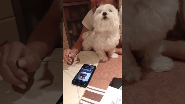 Поющий пёс, Мальтезе Sem❤️ смотреть онлайн