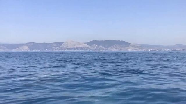 Крым, Новый Свет 2017, дельфины Чёрного моря смотреть онлайн