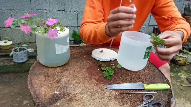 HOW TO PROPAGATE SPANISH SHAWL IN WATER смотреть онлайн