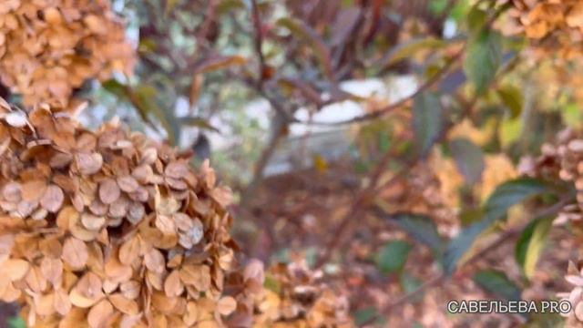 Обрезка метельчатой гортензии. Как и когда обрезать. Смотрим, что получилось. смотреть онлайн