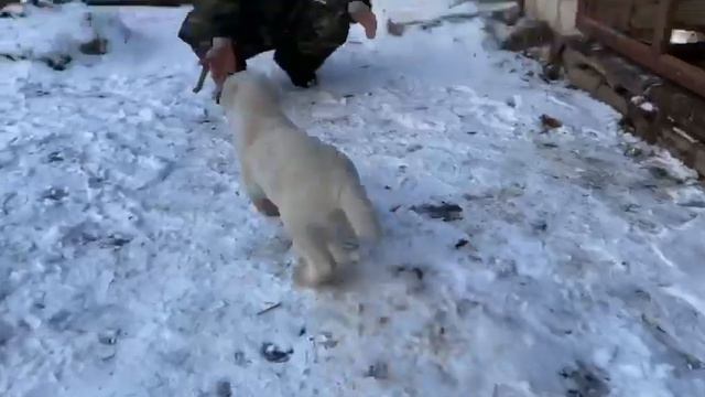 25.02.20.Архив.Саша Худяков.Магадан/Пельмень - отправлен нам Саней за 40 дней до ухода. +7915778778 смотреть онлайн