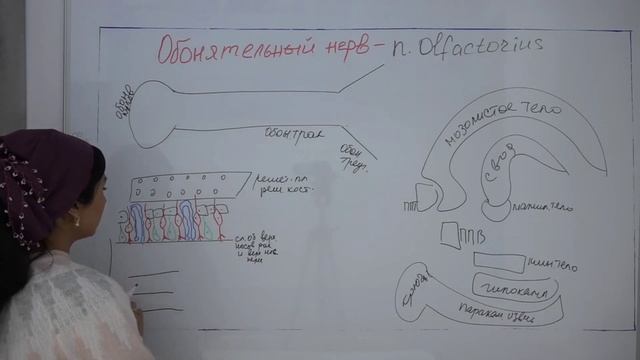 ОБОНЯТЕЛЬНЫЙ НЕРВ смотреть онлайн