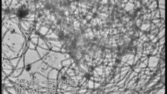 Gossypium hirsutum L. (lens-less microscopy; G and B channels). смотреть онлайн