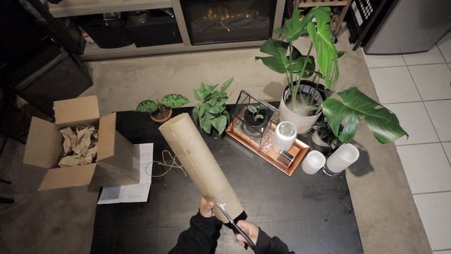 Episode 5: Philodendron Birkin Unboxing смотреть онлайн
