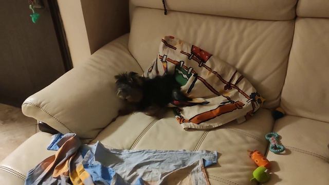 Йорк , охота на вкусняшку