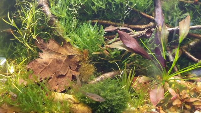 269. Skrzeczyk karłowaty -Trichopsis pumila смотреть онлайн