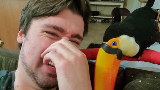 How to Tell When TWO Toucans Want To Be Pet! (THEY PURR LIKE A CAT?!) смотреть онлайн