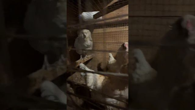 Куры Амераукана Лаванда ,корм ,рост ,яйцо смотреть онлайн