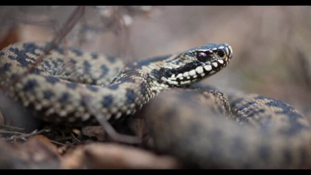 Гюрза очень ядовитая змея, что должен сделать человек если она его укусила смотреть онлайн
