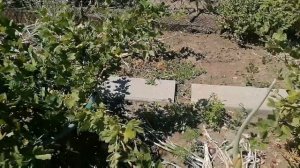 Крыжовник Колобок и Краснославянский