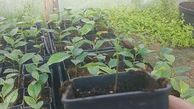 АЗИМИНА, так выглядят сеянцы в июле. смотреть онлайн