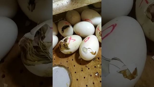 инкубатор Золушка.инкубирование гусиных яиц. смотреть онлайн