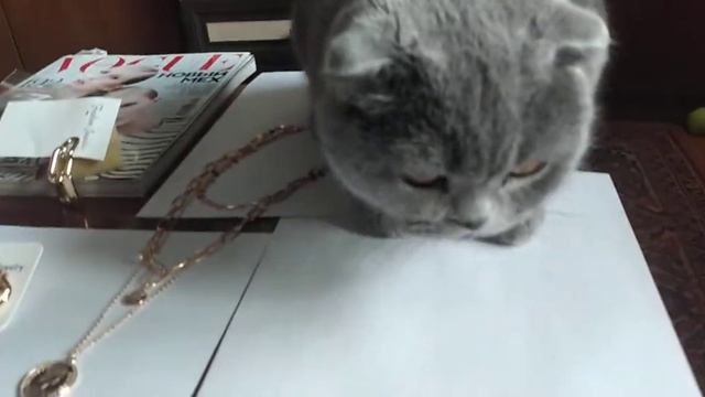 Стильные , красивые аксессуары цепи с Алиэкспресс обзор совместно с кошечкой смотреть онлайн