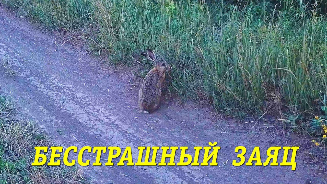 Заяц почти не обращает внимание на дрон / The Hare hardly pays any attention to the drone. смотреть онлайн