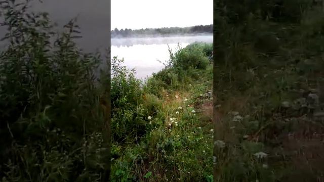 Ловля подлещика, 17.07.2019г. смотреть онлайн